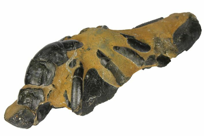 Fossil Mud Lobster (Thalassina) - Australia #109298